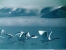  Swan wallpaper