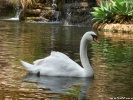  Swan wallpaper