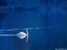  Swan wallpaper