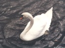 Swan wallpaper
