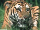  Tiger wallpaper