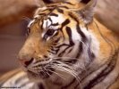  Tiger wallpaper