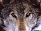  Wolf wallpaper