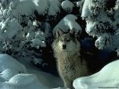  Wolf wallpaper