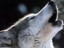 Wolf wallpaper