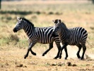  Zebra wallpaper