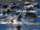  Zebra wallpaper