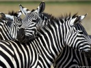  Zebra wallpaper