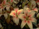  Flower wallpaper