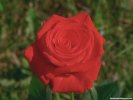  Rose wallpaper