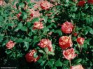  Rose wallpaper