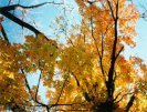 Fall Fall Scene wallpaper