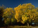 Fall Fall Scene wallpaper