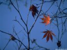 Fall Fall Scene wallpaper